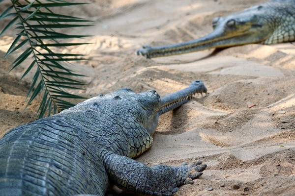 guindi national park crocodiles